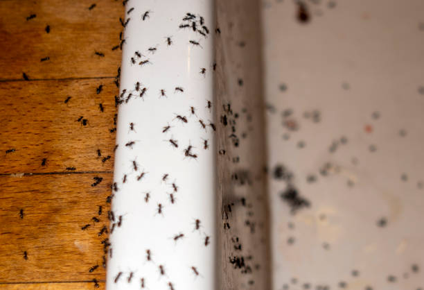 Best Best Pest Control Companies  in Indian River Shores, FL