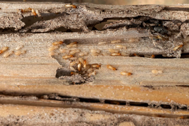 Best Termite Control Services  in Indian River Shores, FL